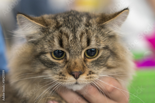 Siberian brown cat, brown tabby long haired