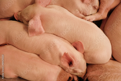 Young piglets sleeping together.