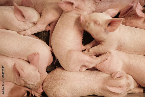 Group of piglets sleeping together.