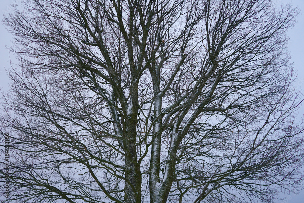 Obraz premium Oak tree in winter.