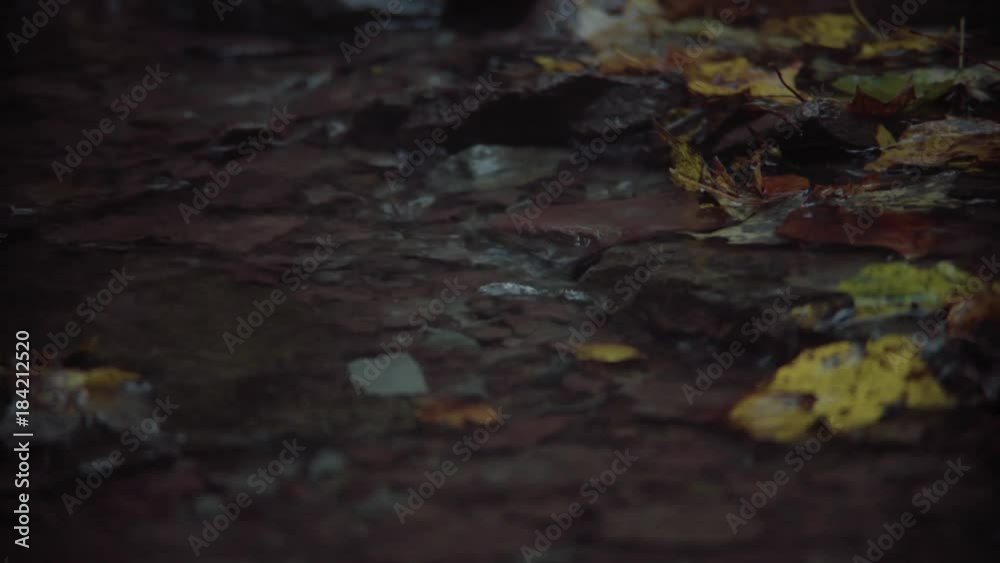 Close up shot of a small stream flowing through a forest Close up shot of a small stream flowing through a forest