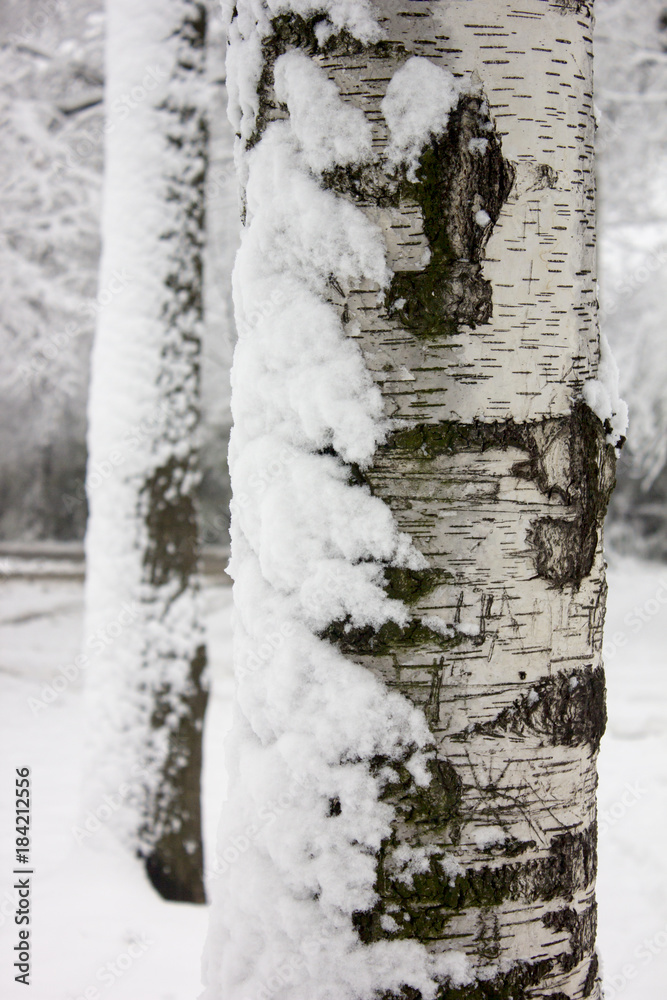 Obraz premium Close up of the tree with snow in winter park