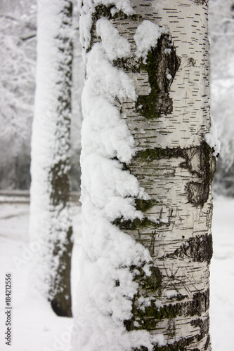 Close up of the tree with snow in winter park