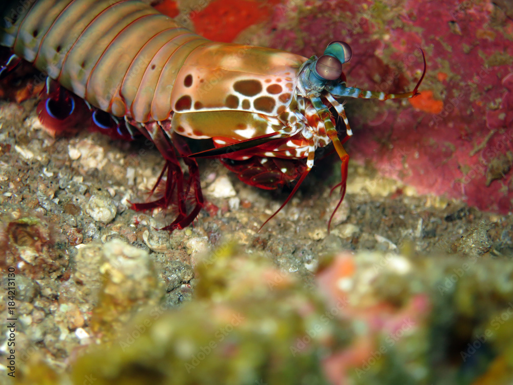 bunter Fangschreckenkrebs (Odontodactylus scyllarus) bunter Fangschreckenkrebs (Odontodactylus scyllarus)