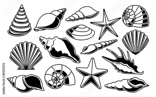 Set Of Different Shells Isolated On White Background
