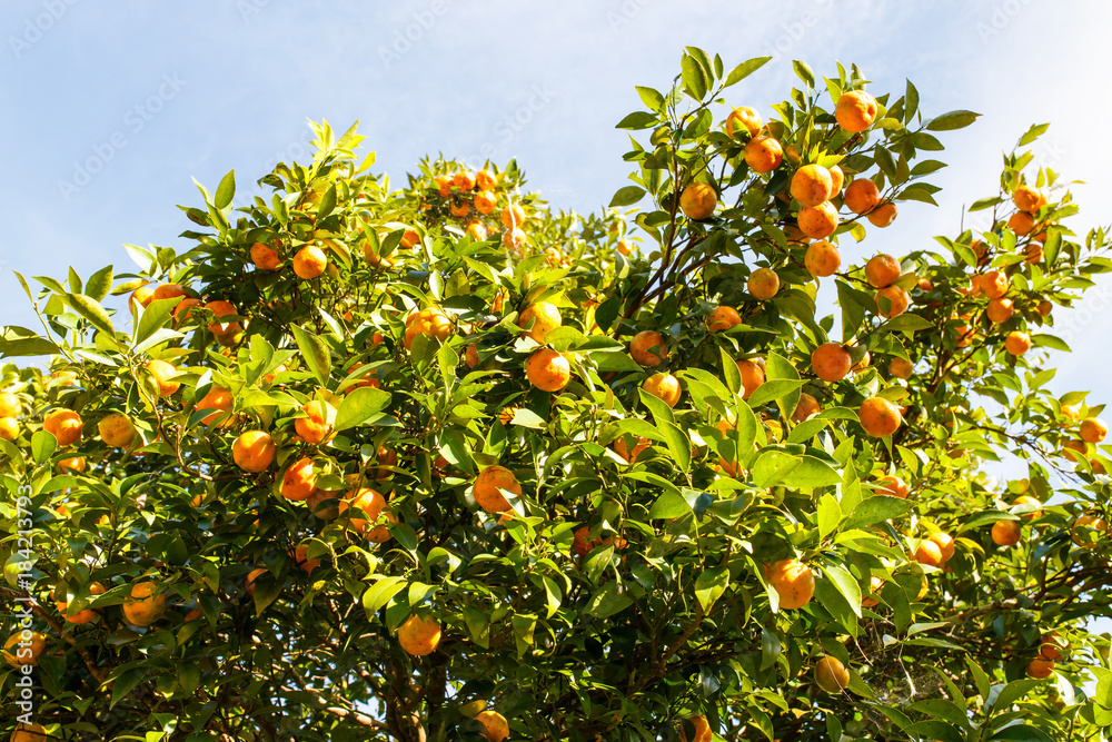 Orange trees with fruits on plantation at Mae Hong Son Province, Thailand Orange trees with fruits on plantation at Mae Hong Son Province, Thailand