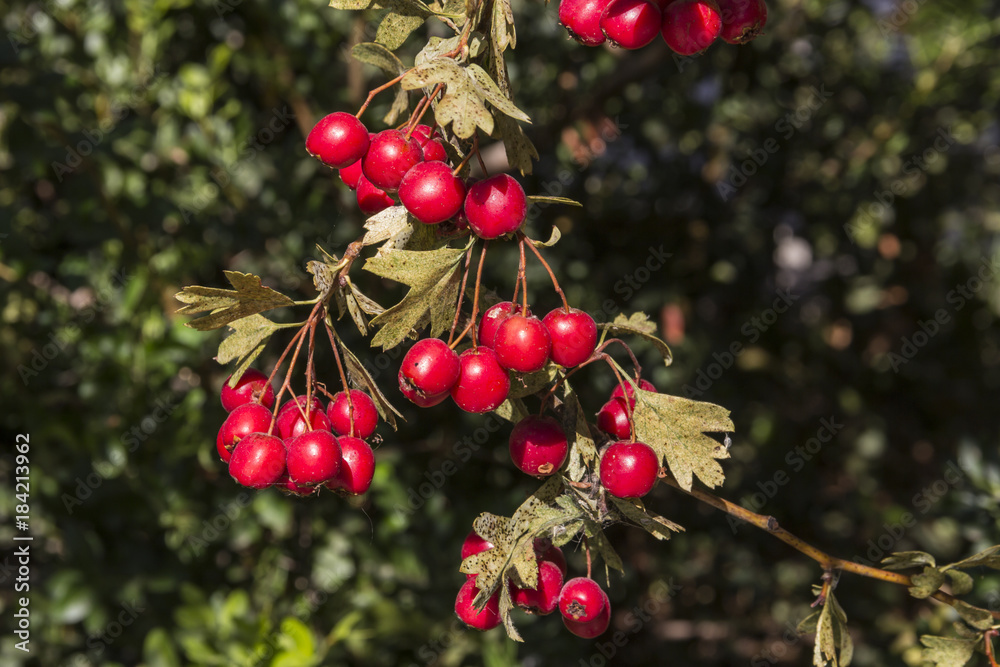Obraz premium Crataegus monogyna
