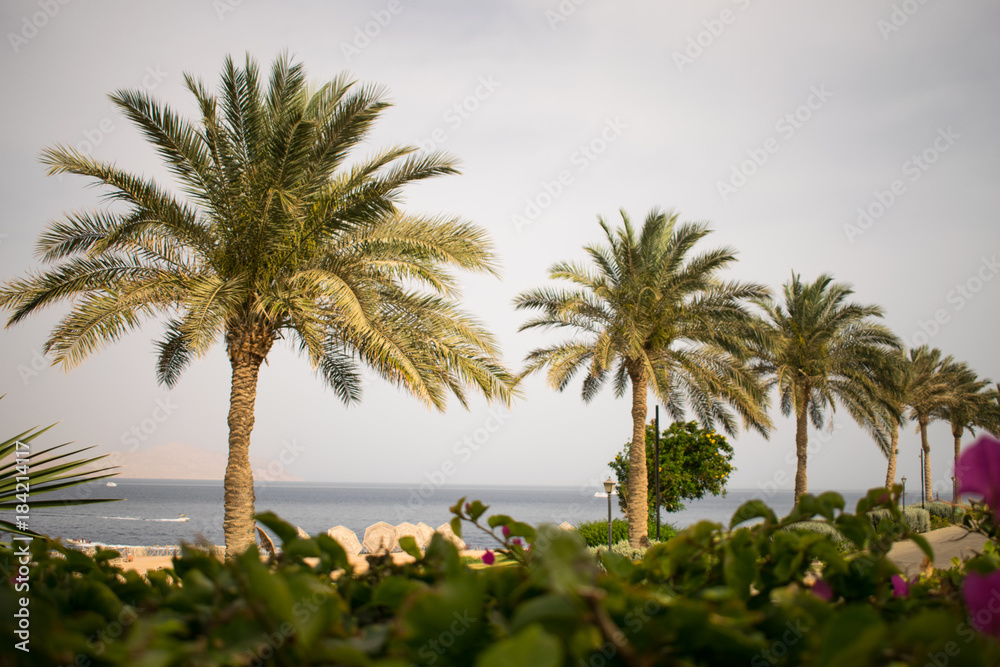 picturesque landscape embankment of an exotic country. vacation in egypt. palm trees on the background of the red sea.