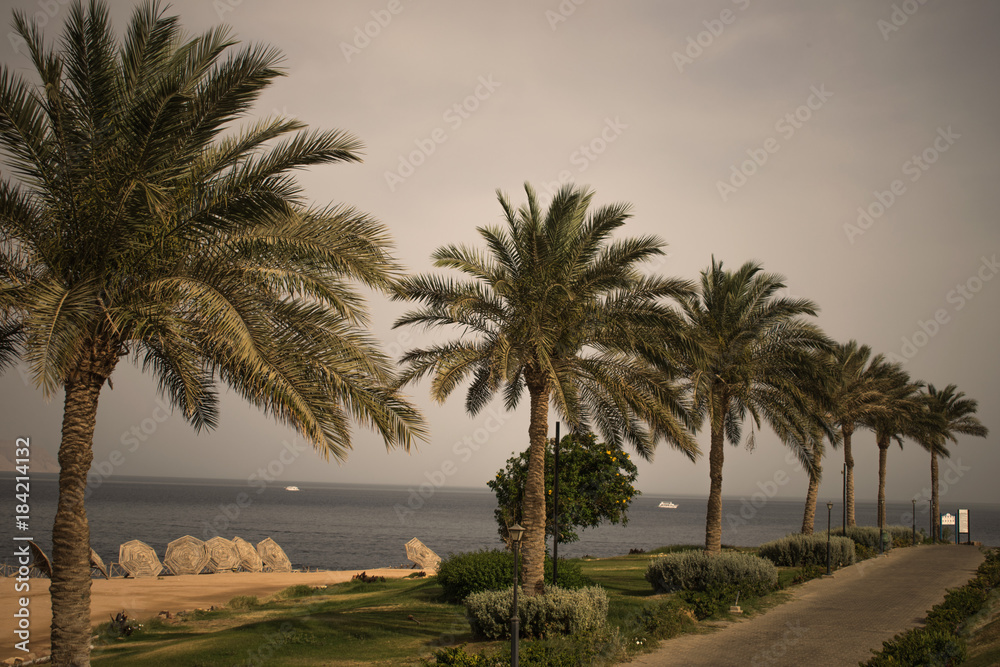 palm trees on the background of the red sea. embankment of Egypt. Sharm el sheikh. beautiful view of the embankment of Egypt