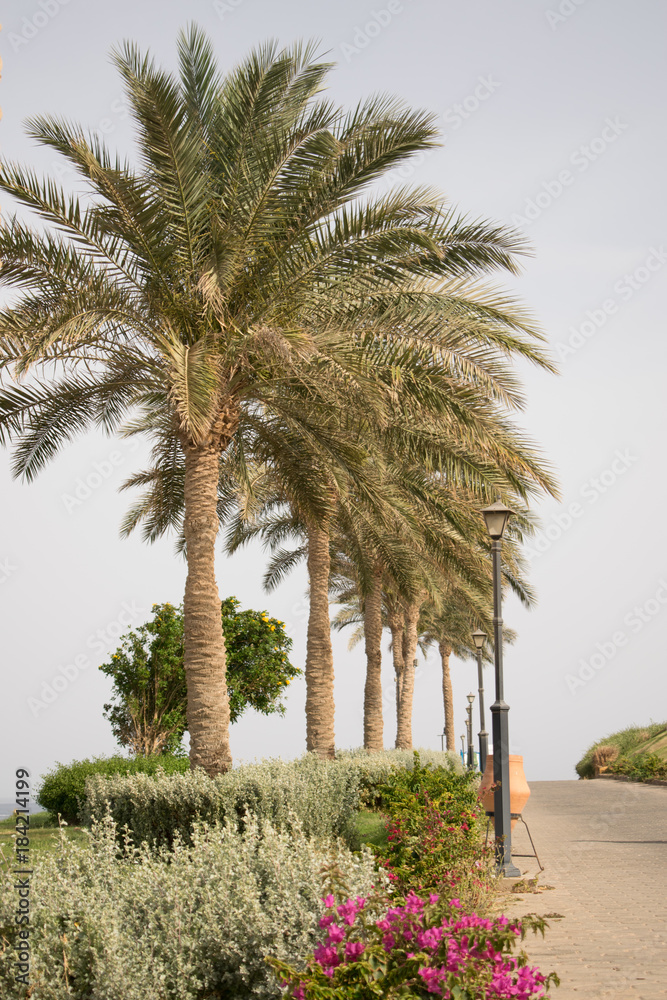 palm parkway. amazing view of the palm lane. Egypt. Journey to exotic country