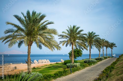 picturesque landscape embankment of an exotic country. vacation in egypt. palm trees on the background of the red sea. © Viktoria