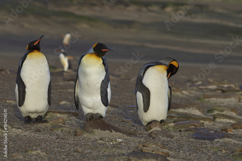Group of King Penguins (Aptenodytes patagonicus) at The Neck on Saunders Island in the Falkland Islands.