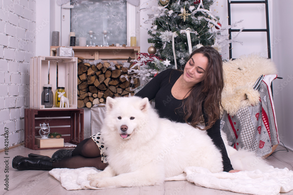 beautiful young girl hugging her white dog near the New Year tree. New Year, Christmas. year of the dog. Samoyed and his owner beautiful young girl hugging her white dog near the New Year tree. New Year, Christmas. year of the dog. Samoyed and his owner
