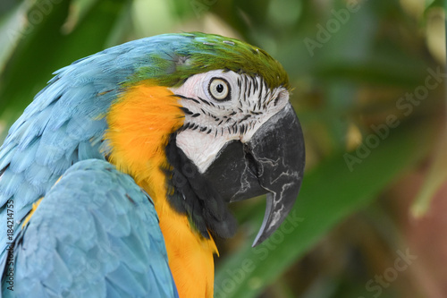 blue macaw portrait © Jolyon Rogers