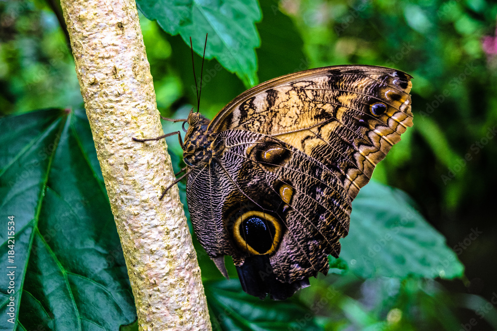 Fototapeta premium Butterfly on Tree