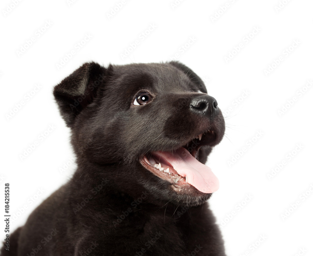 Fototapeta premium Black german shepherd puppy