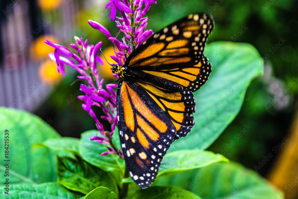 Obraz premium Butterfly on flower