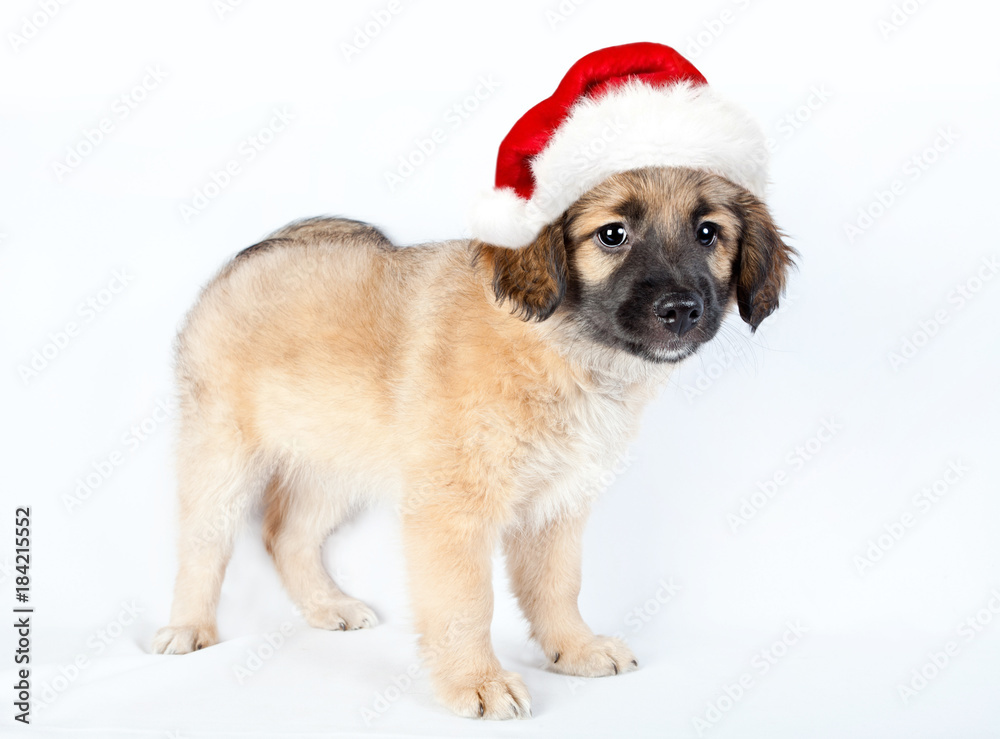 puppy of a golden retriever (shepherd) in a santa hat puppy of a golden retriever (shepherd) in a santa hat