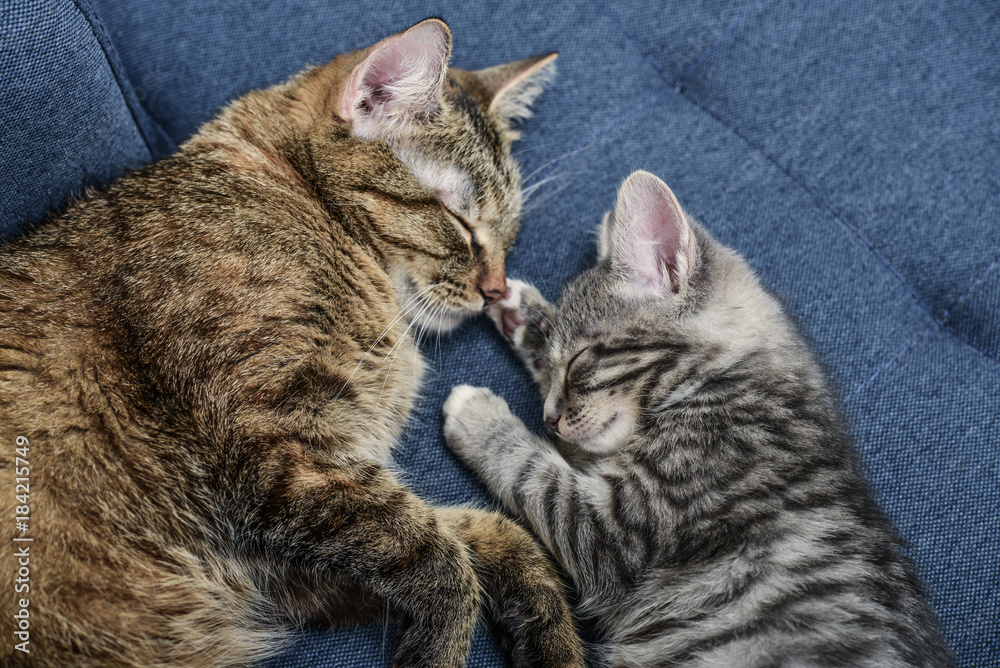 Cat with kitten