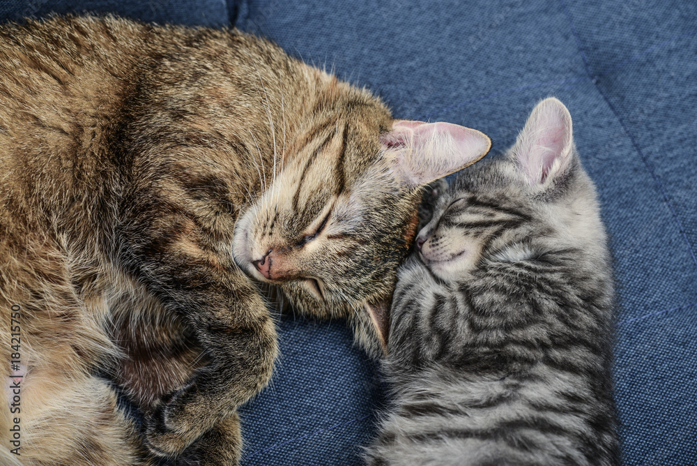 Cat with kitten