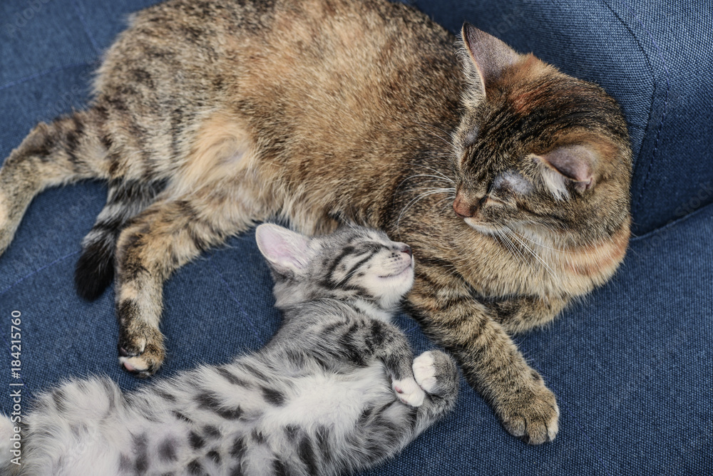 Cat with kitten