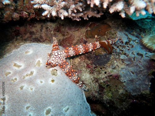 lädierter Seestern (Gomophia gomophia) photo