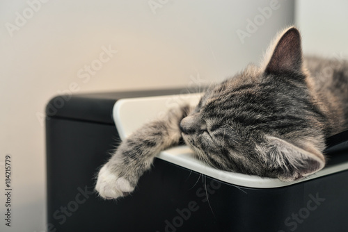 Photography Cute little grey kitten