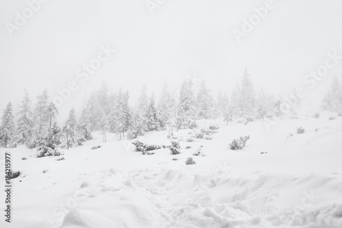 winter snowstorm and fir trees