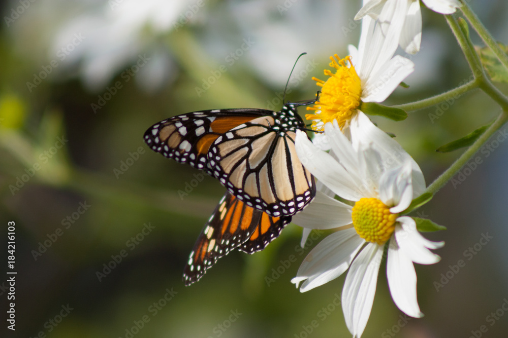 Monarch Butterfly California Coast Monarch Butterfly California Coast