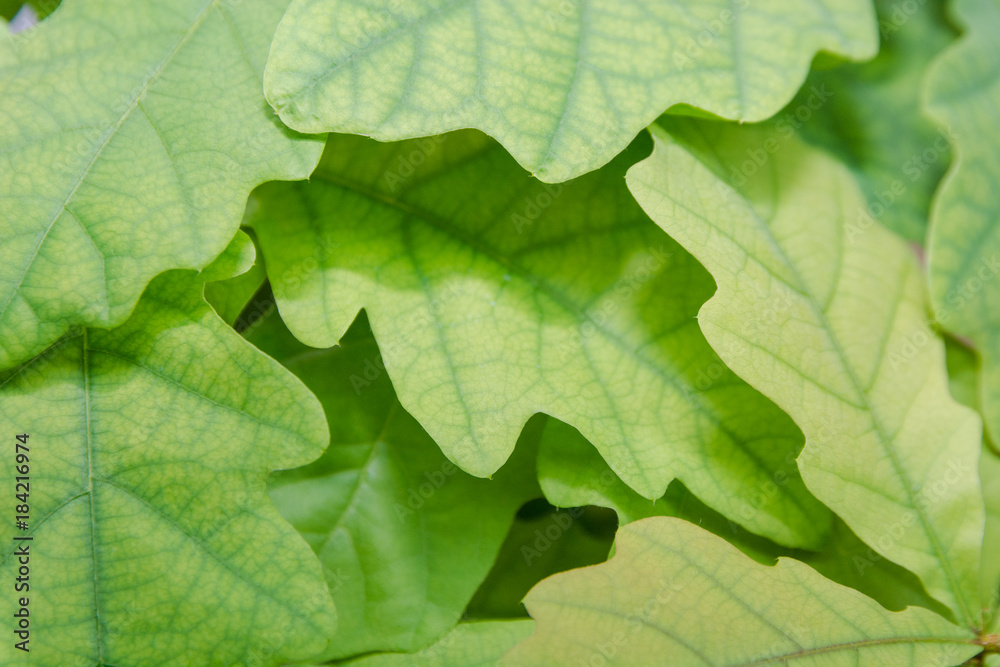 Texture of an oak leaf. Background oak green leaf. Texture of an oak leaf. Background oak green leaf.