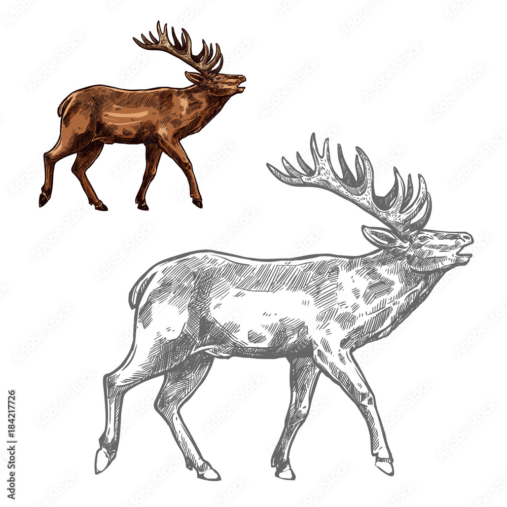 Naklejka premium Roaring deer sketch animal with large antlers