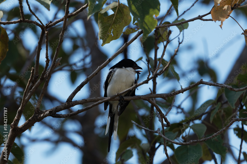 Common fiscal (Lanius collaris) in a tree Common fiscal (Lanius collaris) in a tree