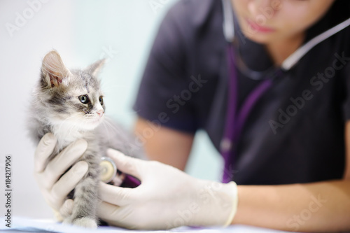 Female veterinary doctor using stethoscope for cute kitten