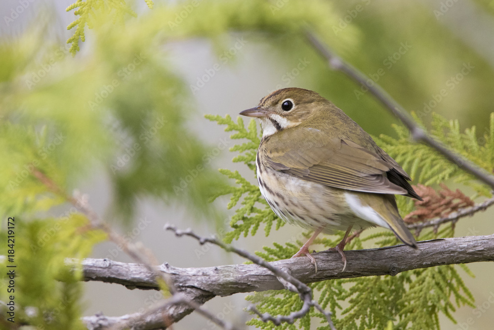 ovenbird (Seiurus aurocapilla) singing in spring ovenbird (Seiurus aurocapilla) singing in spring