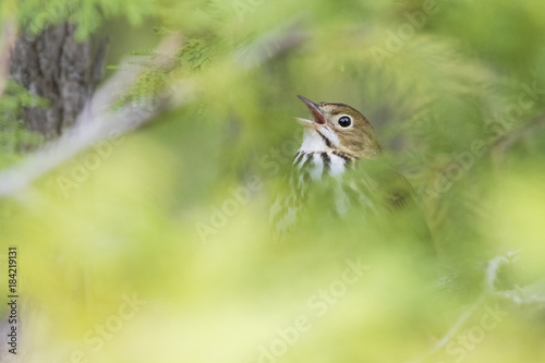 ovenbird (Seiurus aurocapilla) singing in spring photo