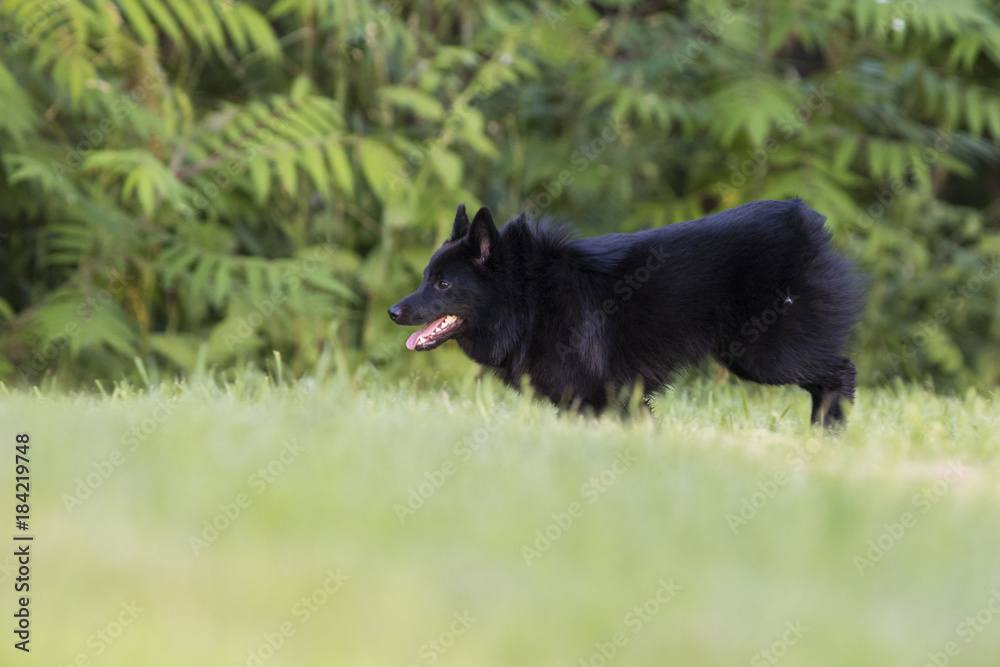 schipperke dog in summer schipperke dog in summer