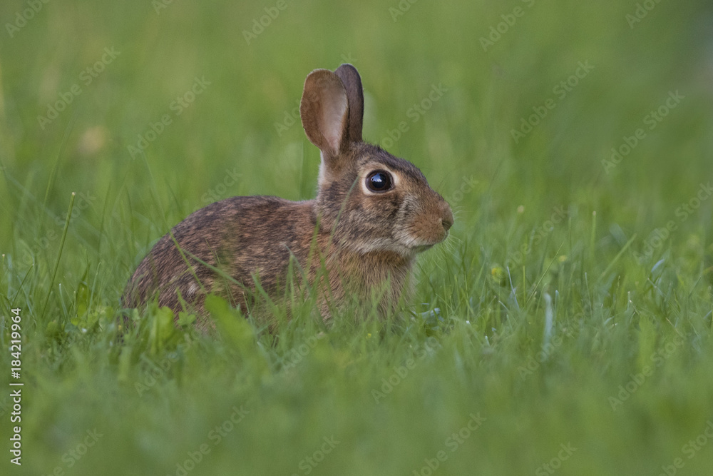 eastern cottontail bunny eastern cottontail bunny