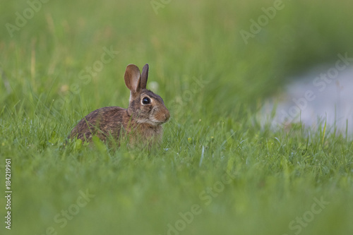 eastern cottontail bunny © Mircea Costina