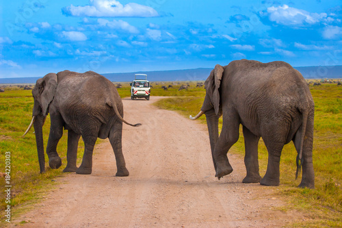 Safari by car in Africa. El...