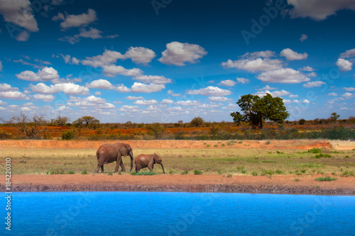 Africa. Kenya. African elep...