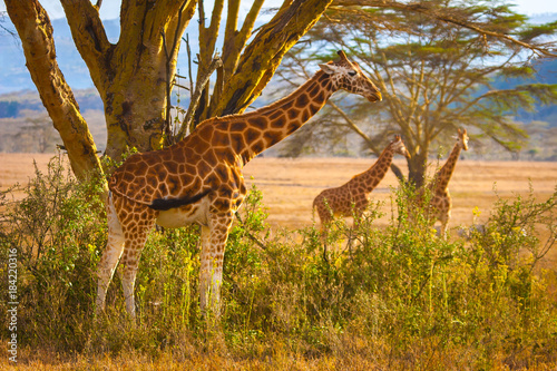 Africa. National Parks of Africa. Travels to Africa by car. Kenya. Giraffes in the meadow.