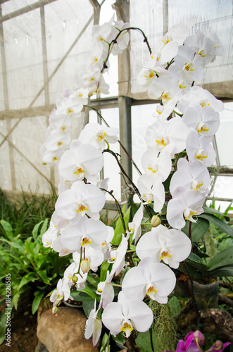 White orchid flower (Phalaenopsis) blossom in a greenhouse