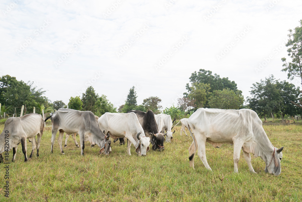 Cows are walking and eating grass in a field, livestock in Thailand