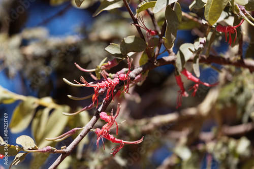 Flowers of Plicosepalus acacia, a parasitic bush photo