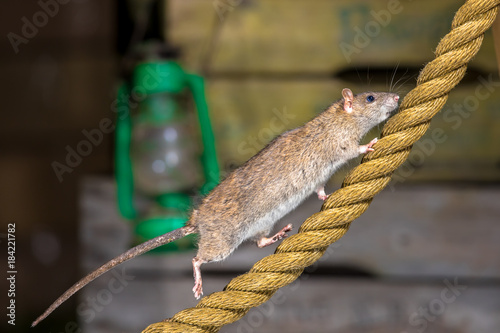 Brown rat on anchor rope