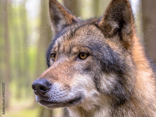 Portrait of Wolf in a forest © creativenature.nl