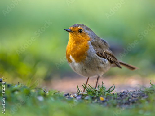 Robin hopping on the ground