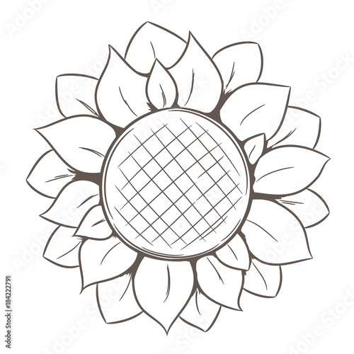 Hand drawn sunflower isolated on white background.