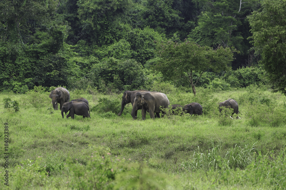 wild elephants live in deep forest at Kui Buri National Park, Thailand wild elephants live in deep forest at Kui Buri National Park, Thailand