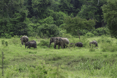 wild elephants live in deep forest at Kui Buri National Park, Thailand